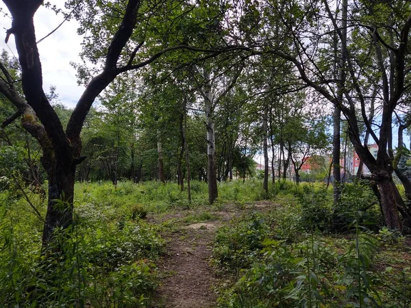 市内の美しい緑の公園 — ストック写真