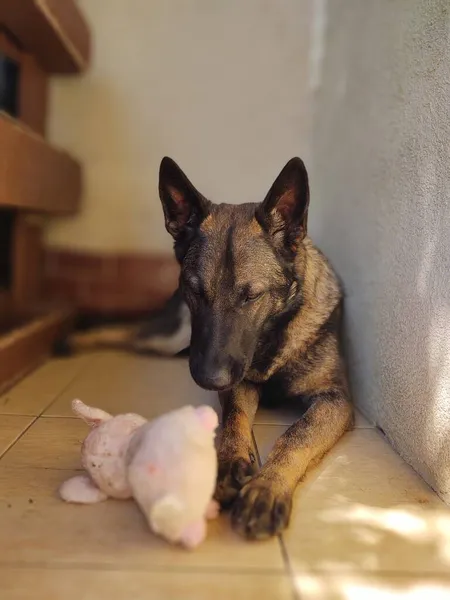 Cão Pastor Alemão Com Brinquedo Perto Casa — Fotografia de Stock