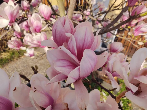 Lindas Flores Rosa Jardim Primavera — Fotografia de Stock