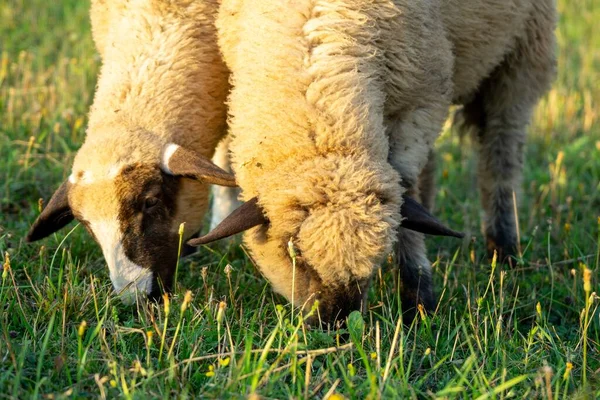 Herd Sheeps Grazing Mountain Meadow — Stock Photo, Image