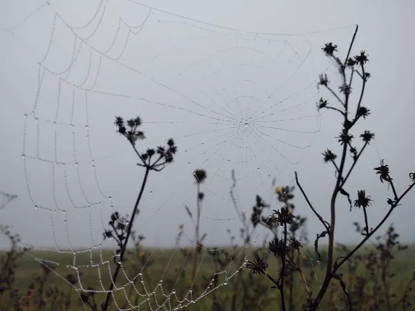 Gros Plan Spider Web Dans Nature — Photo