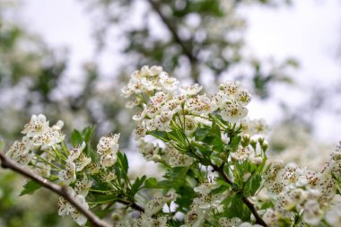 Bahar ağacı çiçek açıyor. Beyaz çiçek açan ağaç. Slovakya