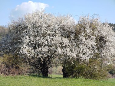 Bahar ağacı çiçek açıyor. Beyaz çiçek açan ağaç. Slovakya