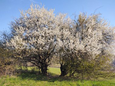 Bahar ağacı çiçek açıyor. Beyaz çiçek açan ağaç. Slovakya