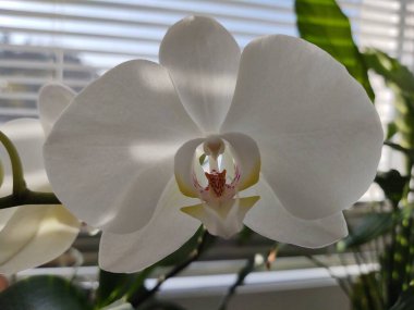 Renkli pembe ve beyaz orkide çiçekleri evdeki pencerede çiçek açıyor. Slovakya