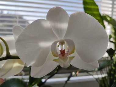 Renkli pembe ve beyaz orkide çiçekleri evdeki pencerede çiçek açıyor. Slovakya