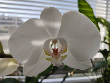 Renkli pembe ve beyaz orkide çiçekleri evdeki pencerede çiçek açıyor. Slovakya