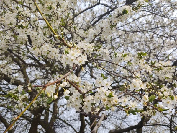 Floração Árvore Primavera Árvore Branca Eslováquia — Fotografia de Stock