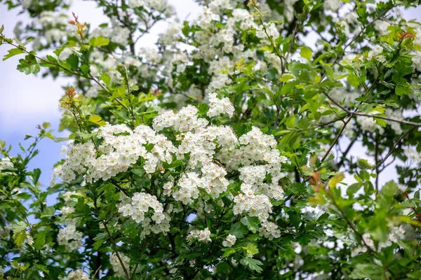 Весеннее Дерево Цветет Белое Цветущее Дерево Словакия — стоковое фото