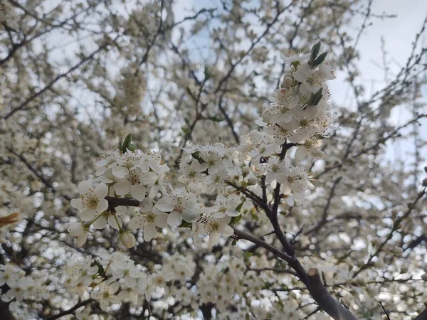 Frühlingsbaumblüte Weißer Blühender Baum Slowakei — Stockfoto