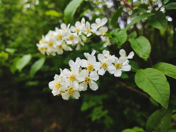 Spring Tree Flowering White Blooming Tree Slovakia — Stock Photo, Image