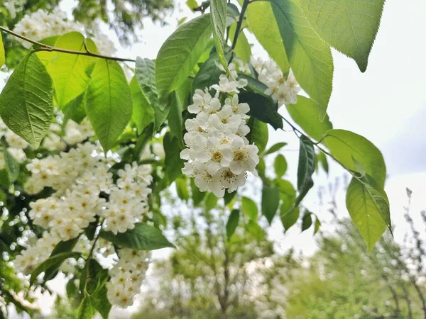 Vårens Träd Blommar Vitt Blommande Träd Slovakien — Stockfoto
