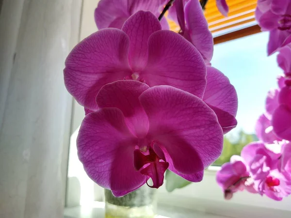 Barevná Růžová Bílá Orchidej Kvetoucí Okně Domě Slovensko — Stock fotografie