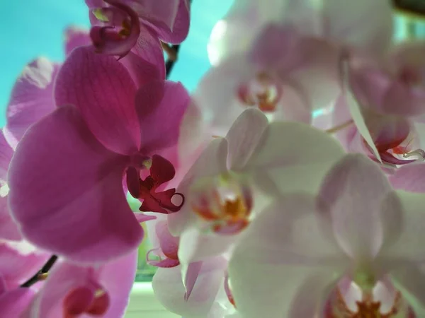 Kolorowy Różowo Biały Kwiat Storczyka Kwitnący Oknie Domu Słowacja — Zdjęcie stockowe