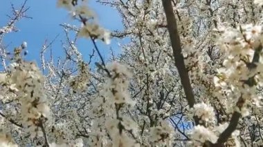 Bahar ağacı çiçek açıyor. Beyaz çiçek açan ağaç. Slovakya