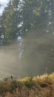 Ormanda sis. Ağaçların arkasındaki güneş ışınları. Slovakya