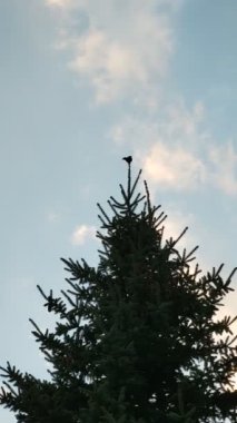Çam ağacının tepesinde öten bir karatavuk. Slovakya