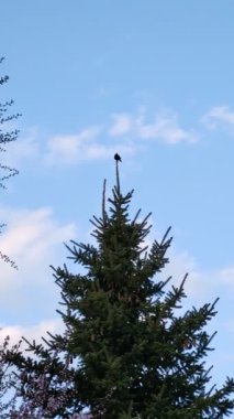 Çam ağacının tepesinde öten bir karatavuk. Slovakya