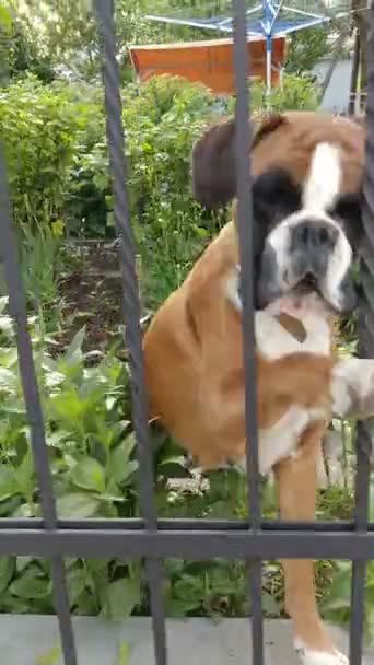 Feliz Perro Boxeador Jugando Con Una Mano Maravillosa Detrás Valla — Vídeo de stock