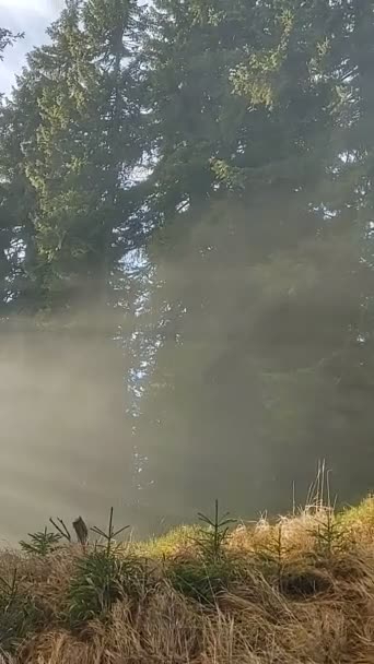 Brume Dans Forêt Rayons Soleil Derrière Les Arbres Slovaquie — Video
