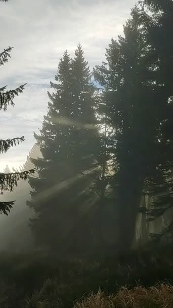 Névoa Floresta Raios Solares Atrás Das Árvores Eslováquia — Vídeo de Stock