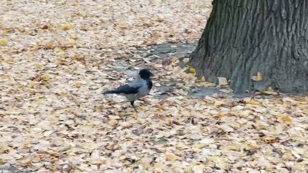 Burung Gagak Berjalan Dan Mencari Makanan Daun Kering Selama Musim — Stok Video