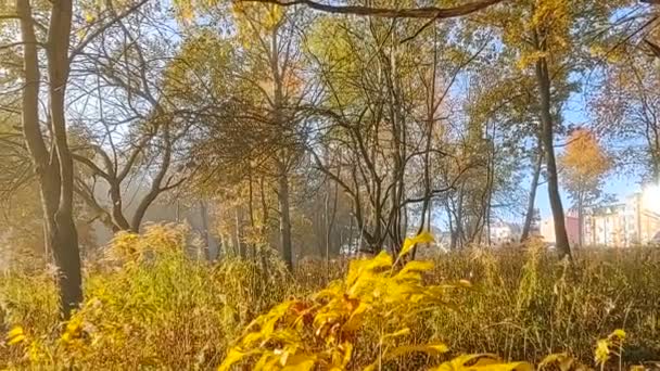 Névoa Floresta Raios Solares Atrás Das Árvores Eslováquia — Vídeo de Stock