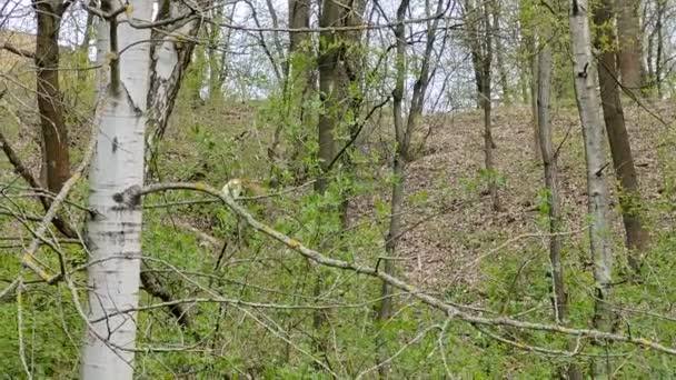 Geyik Vahşi Ormanda Yemek Yiyor Yürüyor Slovakya — Stok video
