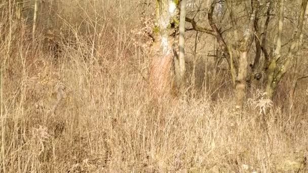 鹿を食べて 野生の森の中を歩く スロバキア — ストック動画
