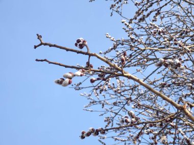 Bahar ağacı çiçekli. Söğüt wkith catkins Dalı - kuzu kuyrukları. Slovakya