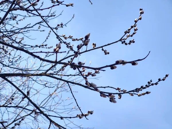 Floración Del Árbol Primavera Rama Del Sauce Wkith Catkins Las — Foto de Stock