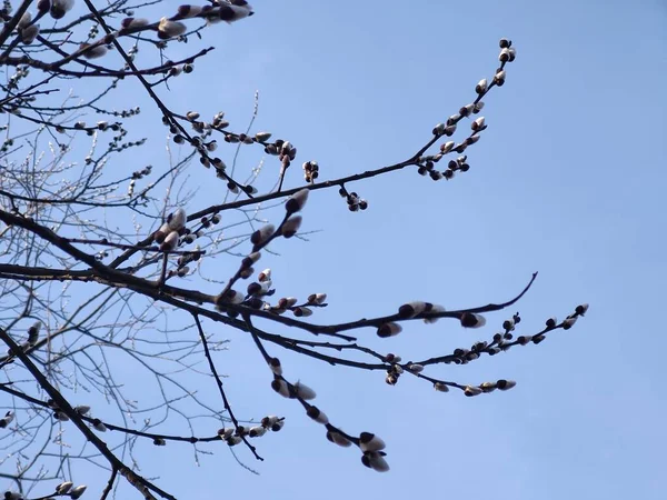 Bahar Ağacı Çiçekli Söğüt Wkith Catkins Dalı Kuzu Kuyrukları Slovakya — Stok fotoğraf