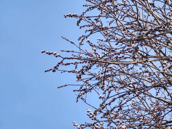 Floración Del Árbol Primavera Rama Del Sauce Wkith Catkins Las —  Fotos de Stock