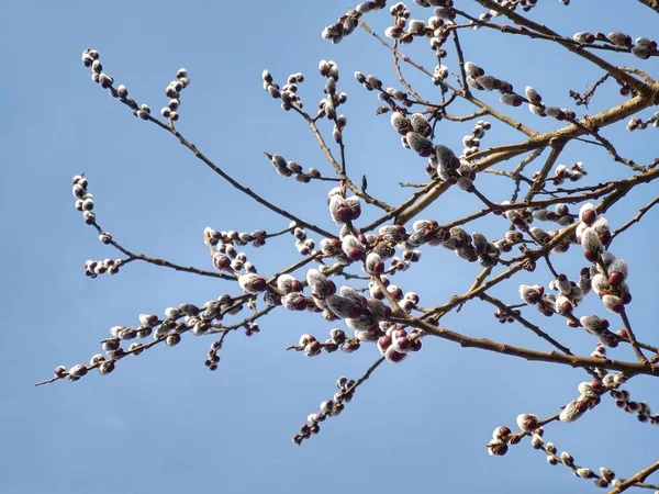 Bahar Ağacı Çiçekli Söğüt Wkith Catkins Dalı Kuzu Kuyrukları Slovakya — Stok fotoğraf