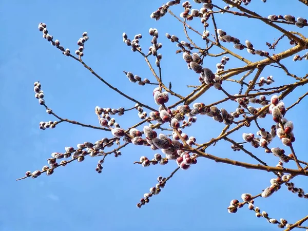 Floración Del Árbol Primavera Rama Del Sauce Wkith Catkins Las —  Fotos de Stock