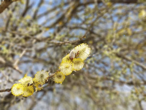 Floração Árvore Primavera Ramo Salgueiro Wkith Catkins Rabos Cordeiro Eslováquia — Fotografia de Stock