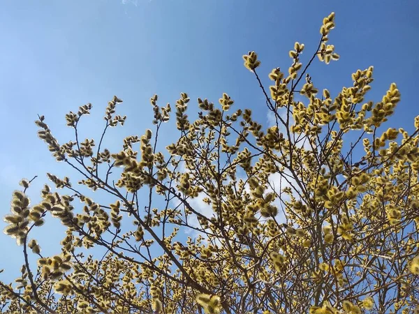Floração Árvore Primavera Ramo Salgueiro Wkith Catkins Rabos Cordeiro Eslováquia — Fotografia de Stock