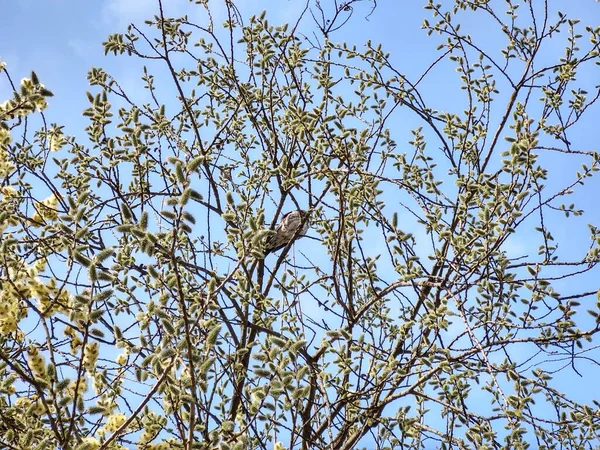 Spring Tree Flowering Branch Willow Wkith Catkins Lamb Tails Slovakia — Stock Photo, Image