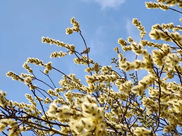 Jarní Stromy Kvetou Větev Willow Wkith Catkins Jehněčí Slovensko Royalty Free Stock Obrázky