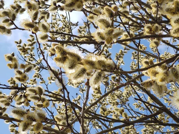 Jarní Stromy Kvetou Větev Willow Wkith Catkins Jehněčí Slovensko Stock Obrázky