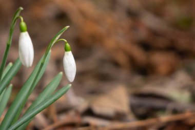 Ormanda kar damlaları