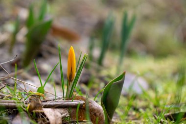 Ormanda bahar çiçekleri