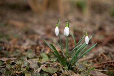 Bahar kardelen çiçek orman