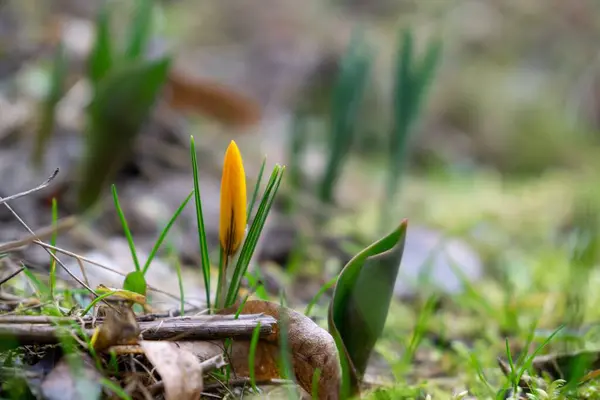 Przebiśnieg Wiosenne Kwiaty Lesie — Zdjęcie stockowe