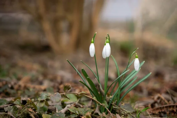 White Snowdrops Forest — Stock Photo, Image
