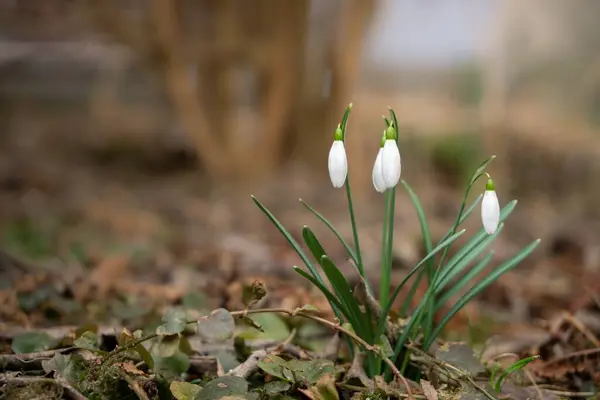 Весняні Квіти Снігу Лісі — стокове фото