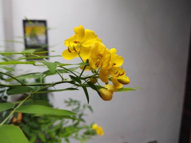 Bahçedeki sarı çiçekler