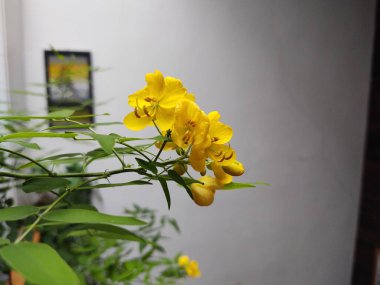 Bahçedeki sarı çiçekler