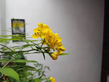 Bahçedeki sarı çiçek