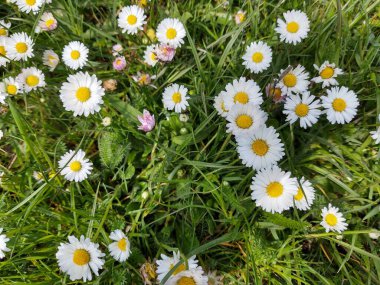 Bahçedeki beyaz papatyalar